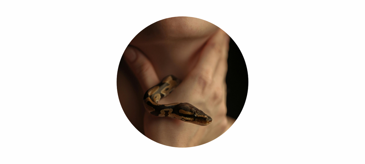 Silver Snake Ring Meaning: A Story of Renewal, Strength & Transformation