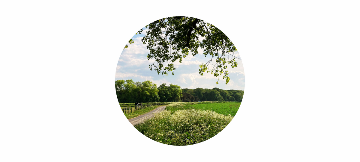 June Energy: Space to Soften, Room to Bloom